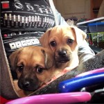 My Last Minute Teeny Weekend Guests