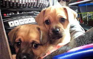 My Last Minute Teeny Weekend Guests