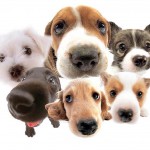 PLEASE! Do your research!