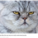 Cats: What They’re Really Thinking