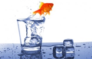 Left Shy Self At Home | WIRL Project