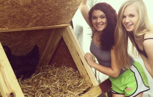 Raising Chickens For The Beginner