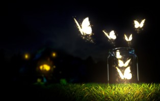 Angel Bumps | WIRL Project